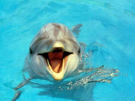 le dauphin