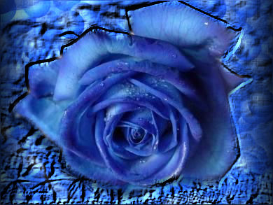 la rose bleu 